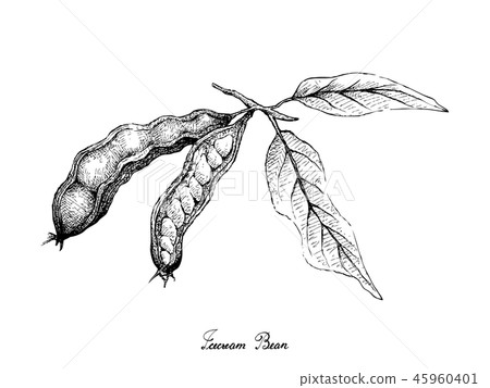 Hand Drawn of Ice Cream Beans on White Background 45960401