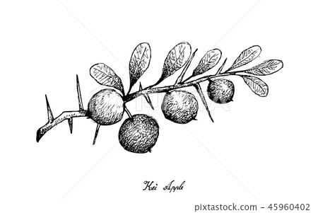 Hand Drawn of Kei Apple Fruits on White Background 45960402