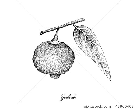 Hand Drawn of Guabiraba Fruits on White Background 45960405