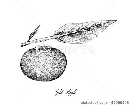 Gold Apple Fruits on White Background Gold Apple Fruits on White Background 45960408