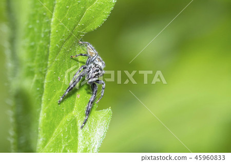 Jahaz Hetri 45960833