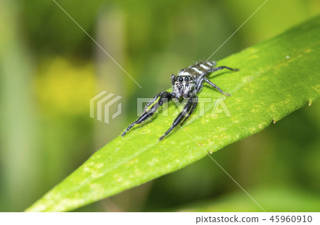 Jahaz Hetri 45960910