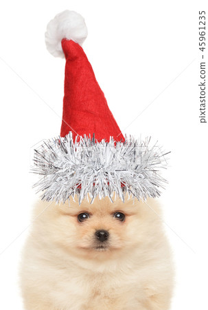 Spitz puppy in Santa hat 45961235
