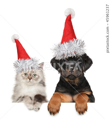 Best friends. Puppy and kitten in Santa red Hat 45961237