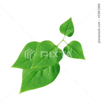 Green Leaves On White Green Leaves On White 45961966