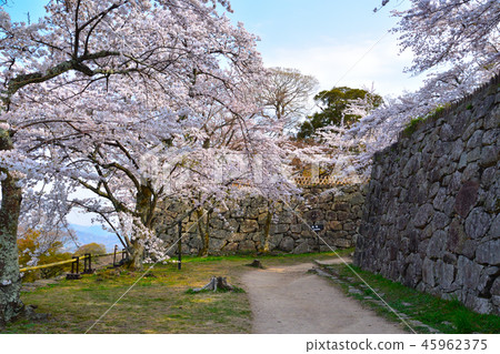 Sakurakage Hikone Castle Nishinomaru 45962375