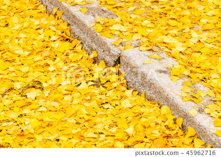 Yellow ginkgo biloba leaves on the ground Yellow ginkgo biloba leaves on the ground 45962716