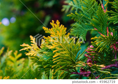 Close up of color gradients of Juniper leaves Close up of color gradients of Juniper leaves 45962719