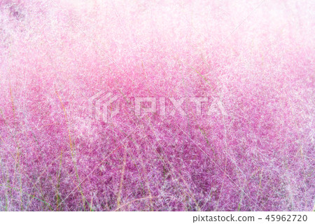 Pink muhly grass in autumn season Pink muhly grass in autumn season 45962720