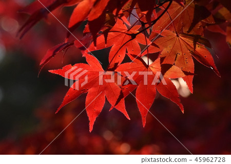 Autumn leaves 45962728