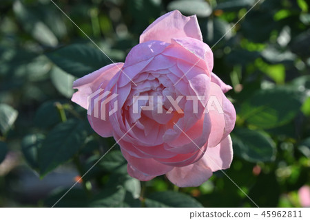Rose (The Allenwick Rose) Rose (The Allenwick Rose) 45962811