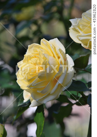 Rose (Sunlight · Romantica) Rose (Sunlight · Romantica) 45962820