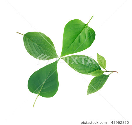 Green Leaves On White Green Leaves On White 45962850
