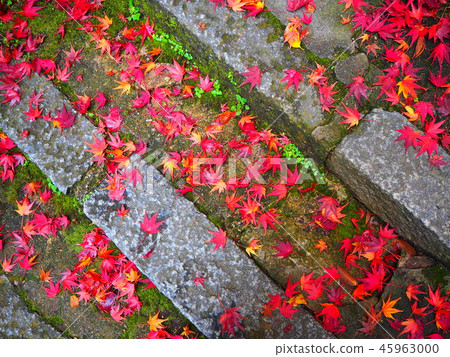 Autumn leaves stairs fallen leaves Autumn leaves stairs fallen leaves 45963000