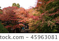 Ryoanji Temple 45963081