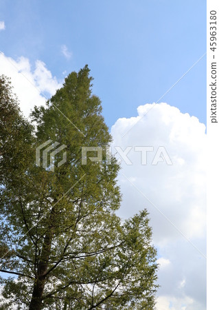 Metasequoia tree 45963180