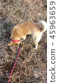 Dog walking 45963659