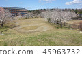 Sakura Park 45963732