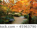 Kyushu sightseeing area Recommended Fukuoka Prefecture Fukuoka City Yakusuien Japanese style garden Autumn leaves 45963790