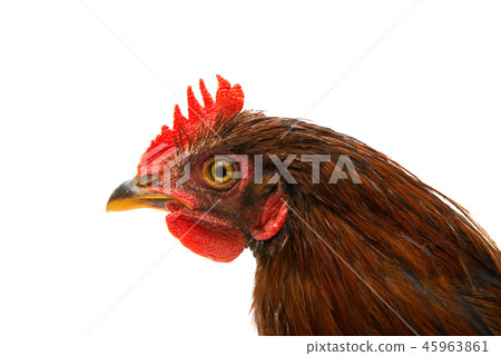 chicken isolated chicken isolated 45963861