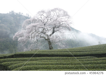 茶田和Ushishiro（Ushinshiro）的水田櫻花 45964276