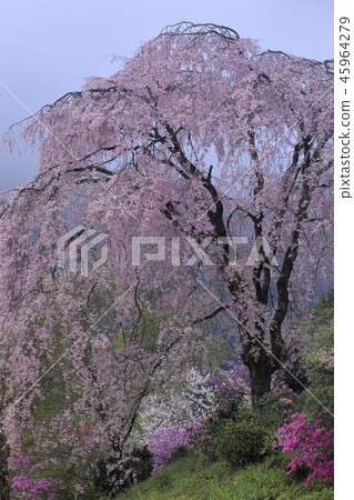 Akiruno-shi Atsuzu Ryushu-in's fallen cherry blossoms 45964279
