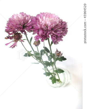Dead chrysanthemum flower 45964520