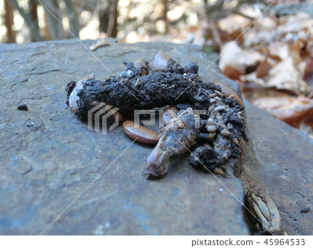 Hung ten feces (Yamanashi Prefecture, on the mountain path of Ogiyama) 45964533