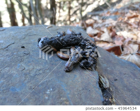 Hung ten feces (Yamanashi Prefecture, on the mountain path of Ogiyama) 45964534