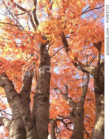 Autumn leaves 45964715