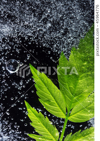 Green Leaf Under Ice 45964776