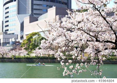 Sakura in Osaka Sakura in Osaka 45964804