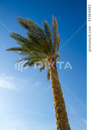 one palm tree one palm tree 45964865
