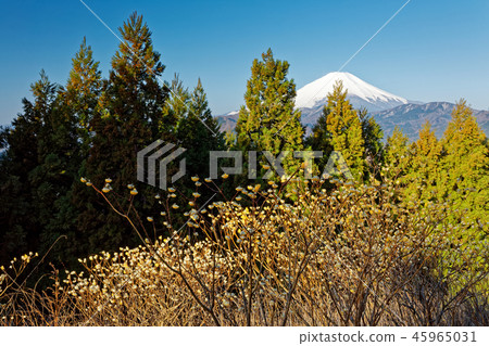 Mt. Fuji in the early spring seen from Mt. 45965031
