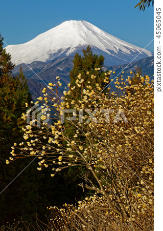 Mt. Fuji in the early spring seen from Mt. 45965045