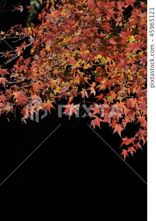 秋葉在黑背景中 45965121