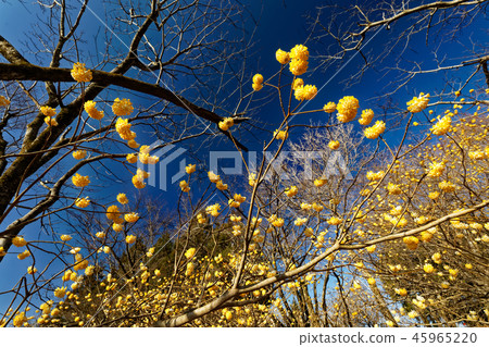 Mitsumata社區和藍天的山。 45965220