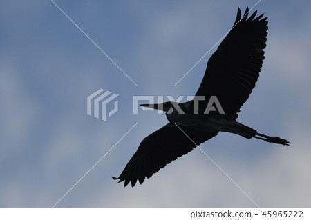 蒼鷺剪影@Tama河 45965222