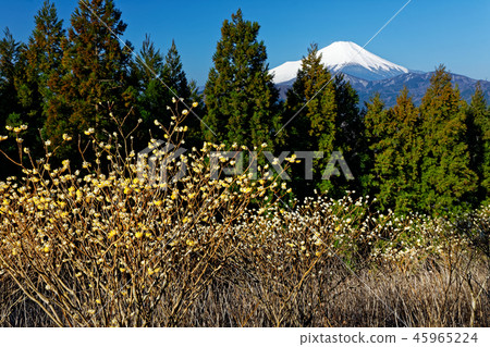 從山上看到的早春富士山。 45965224