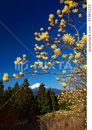 從山上看到的早春富士山。 從山上看到的早春富士山。 45965225