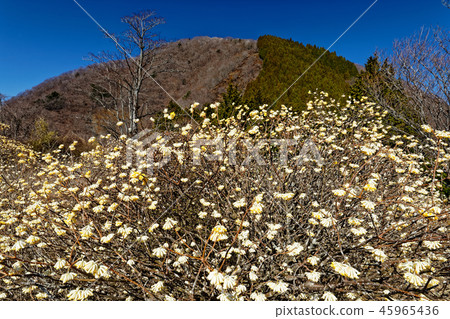 Mitsumata blooms in the early spring of Tanzawa-Gongen Yamazaki Line 45965436