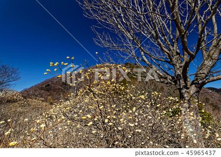 Mitsumata blooms in the early spring of Tanzawa-Gongen Yamazaki Line 45965437