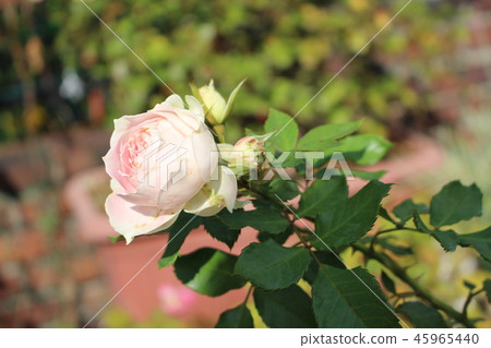 Rose purple white 45965440