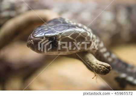 Portrait of a Cobra snake 45965572