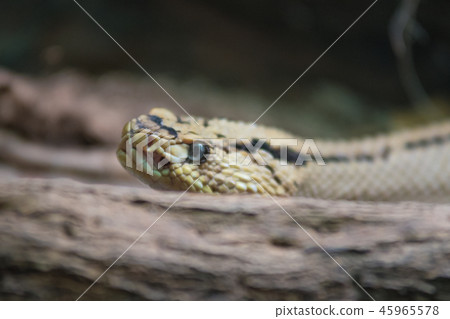 Rattlesnake ( crotalus) close up view 45965578
