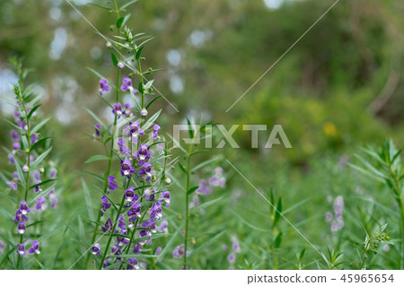 Purple Angelonia goyazensis Benth flower in garden Purple Angelonia goyazensis Benth flower in garden 45965654