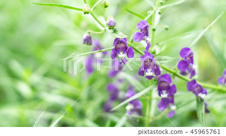 Angelonia goyazensis Benth. or Thai forget-me-not. Angelonia goyazensis Benth. or Thai forget-me-not. 45965761