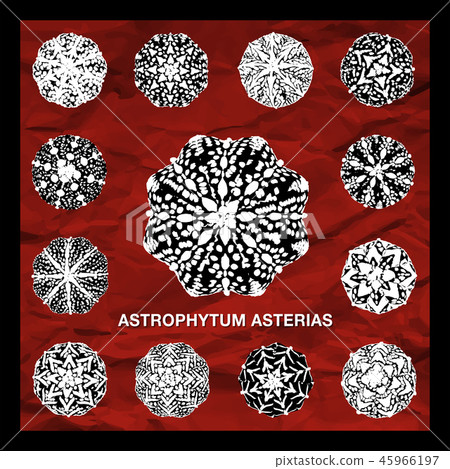 CACTUS06_Astrophytum Asterias on red paper texture 45966197