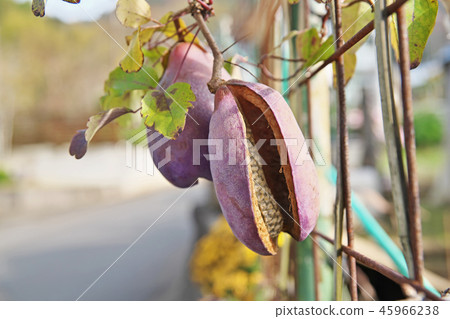 Akebi果子張開嘴 45966238