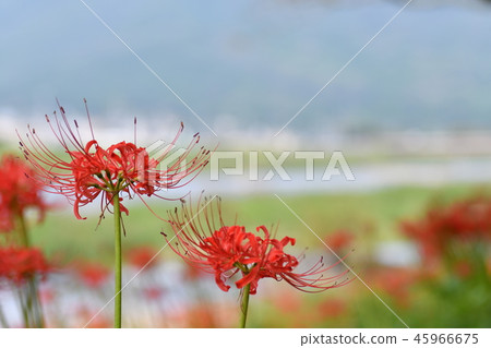 Cluster amaryllis in Komi Park 45966675